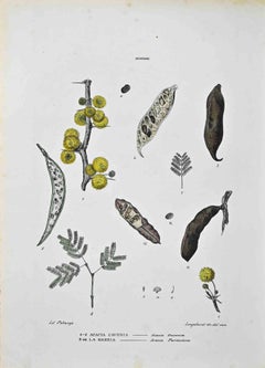 The Mimosas – Lithographie von Vincenzo Tenore – Mimosas – 1870er Jahre