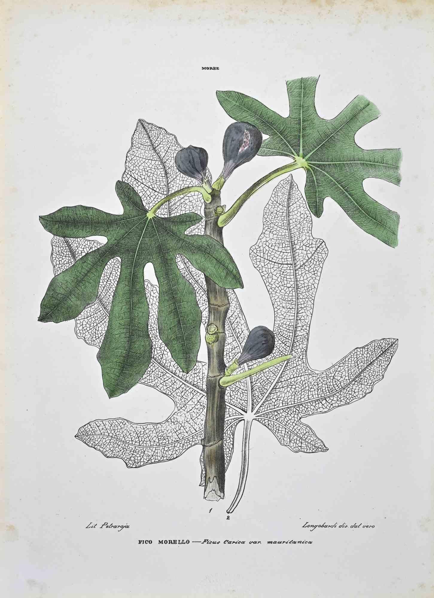 Lithograph hand watercolored.

Plate from "Atlante di Botanica popolare ossia Illustrazione di Piante Notevoli di ogni famiglia" (Atlas of popular botany or illustration of notable plants of each family), published in Napoli, by Raimondo Petrajola,