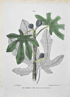 The Moree - Lithographie de Vincenzo Tenore - années 1870