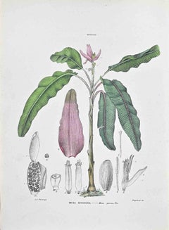 The Musa Speciosa – Lithographie von Vincenzo Tenore – Musa Speciosa – 1870er Jahre