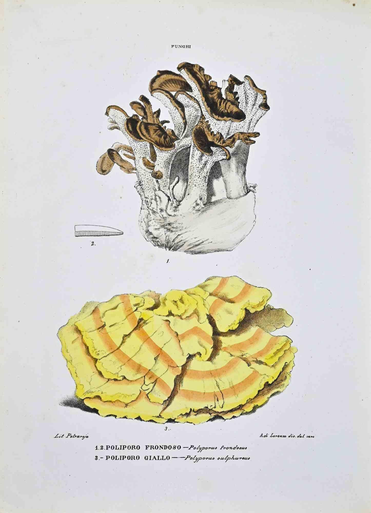 Lithograph hand watercolored.

Plate from "Atlante di Botanica popolare ossia Illustrazione di Piante Notevoli di ogni famiglia" (Atlas of popular botany or illustration of notable plants of each family), published in Napoli, by Raimondo Petrajola,