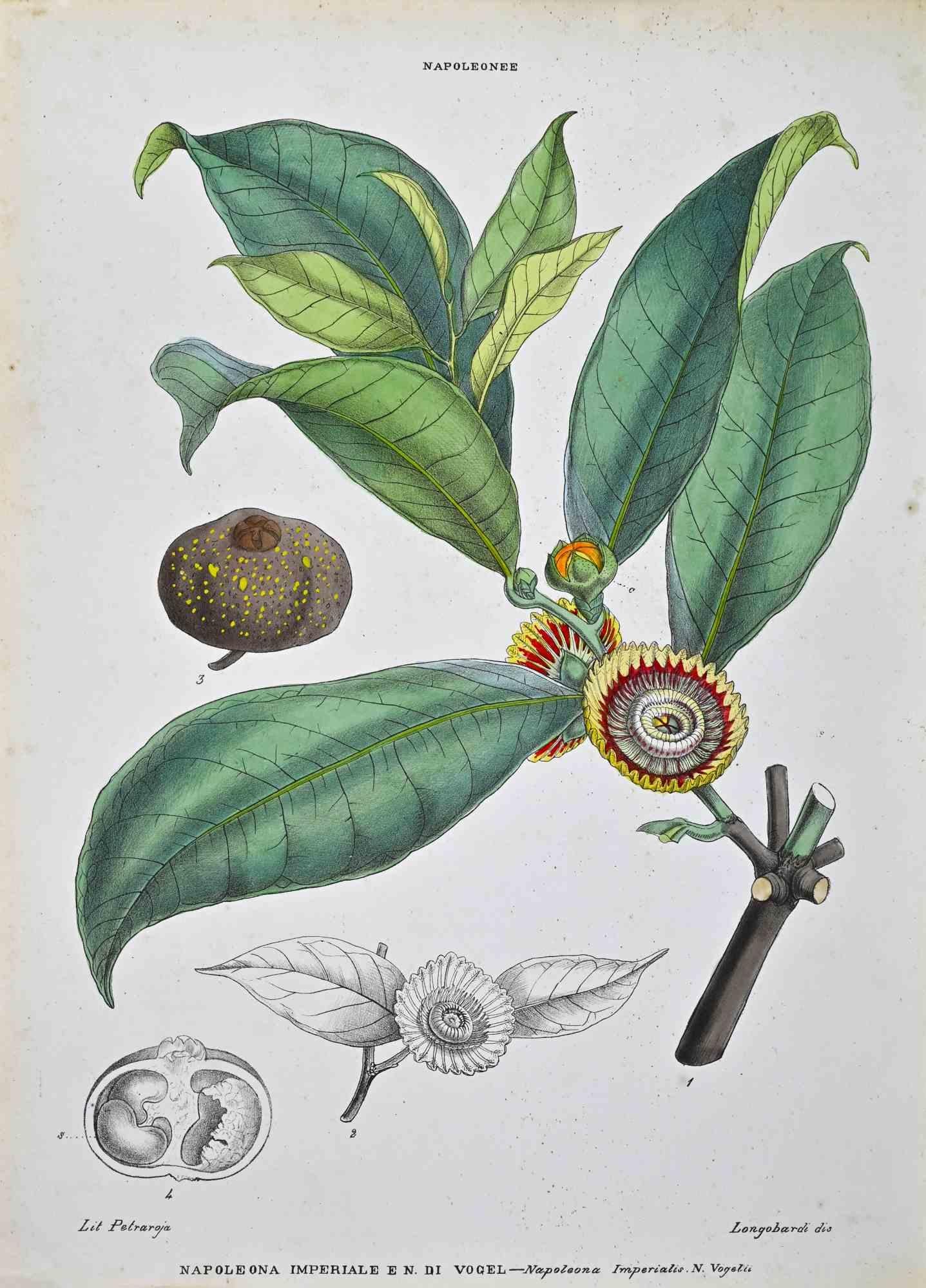 Litografia acquerellata a mano.

Piastra da "Atlante di Botanica popolare ossia Illustrazione di Piante Notevoli di ogni famiglia", pubblicato a Napoli, da Raimondo Petrajola, nel 1872/76.

Questa è la prima edizione di una popolare suite che