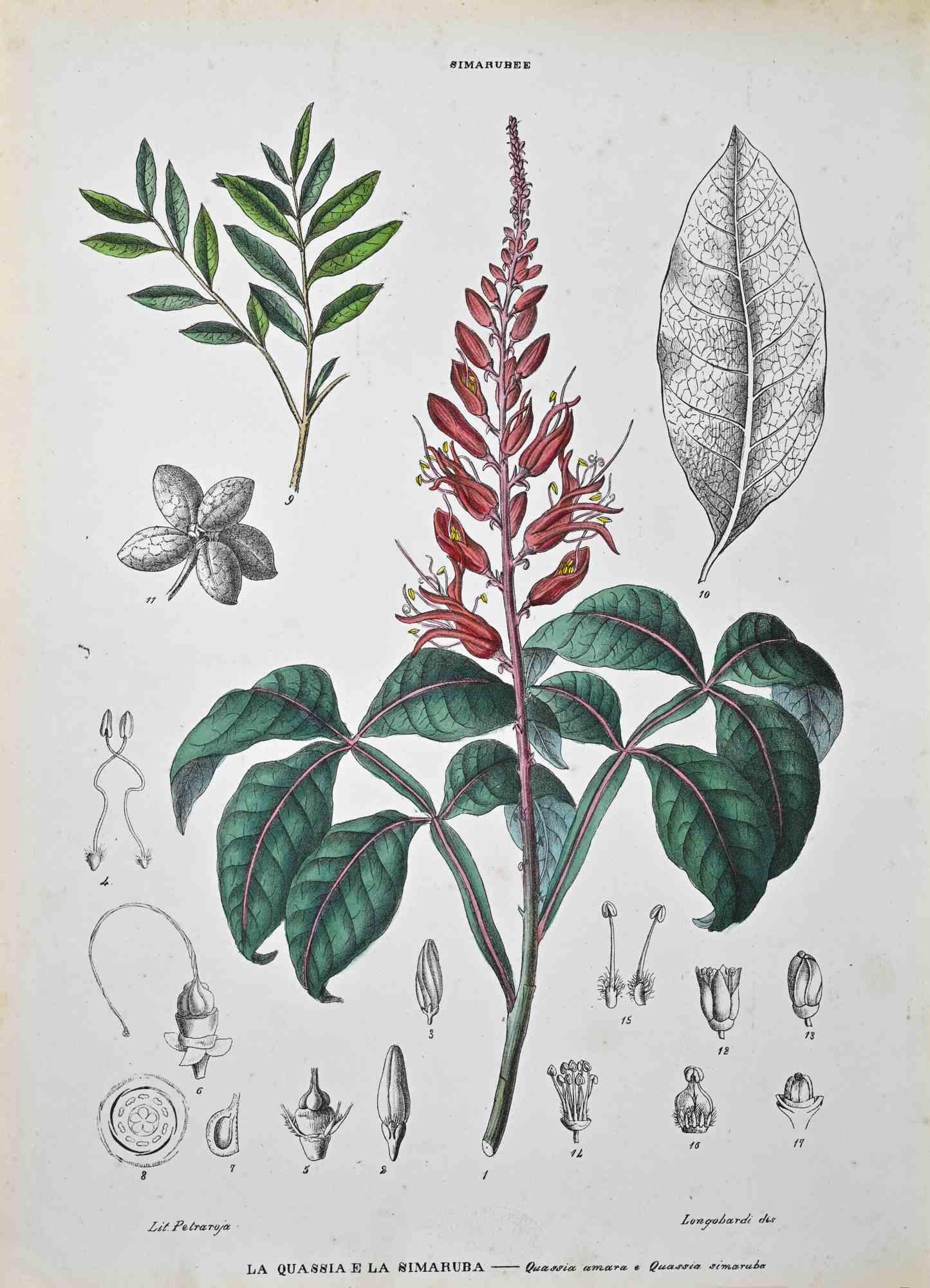 Lithograph hand watercolored.

Plate from "Atlante di Botanica popolare ossia Illustrazione di Piante Notevoli di ogni famiglia" (Atlas of popular botany or illustration of notable plants of each family), published in Napoli, by Raimondo Petrajola,