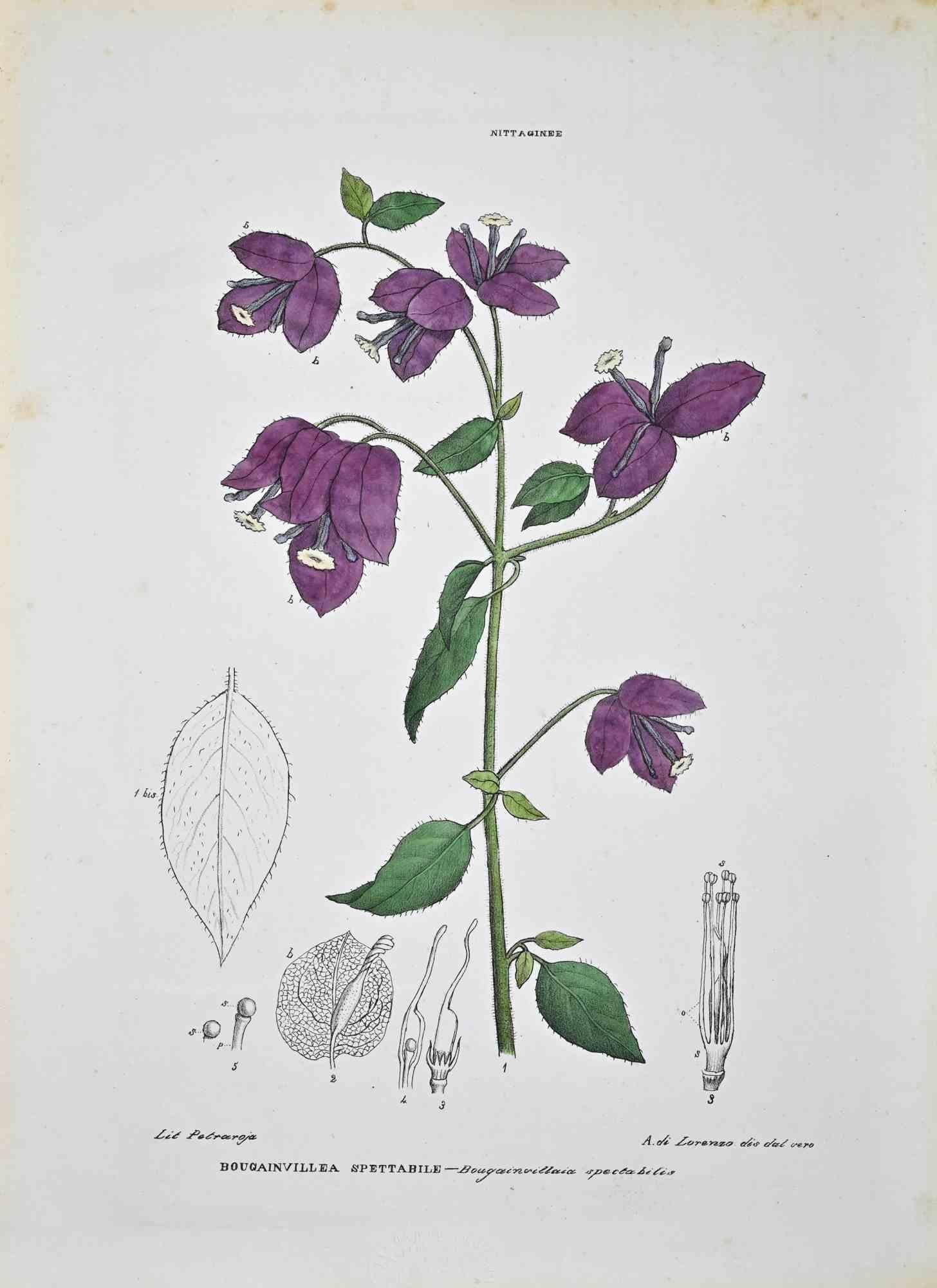 The Nittagineas – Lithographie von Vincenzo Tenore – Nittagineas – 1870er Jahre