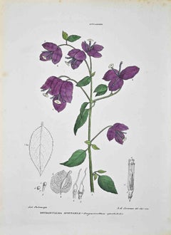 The Nittagineas – Lithographie von Vincenzo Tenore – Nittagineas – 1870er Jahre