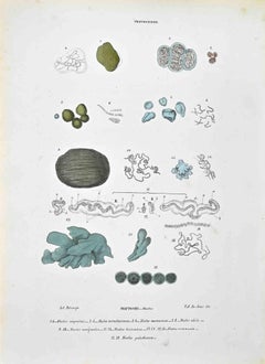 The Nostokine - Lithograph by Vincenzo Tenore - 1870s