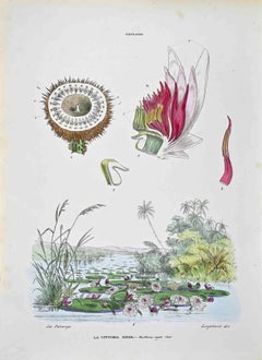 The Nymphaeae – Lithographie von Vincenzo Tenore – 1870er Jahre