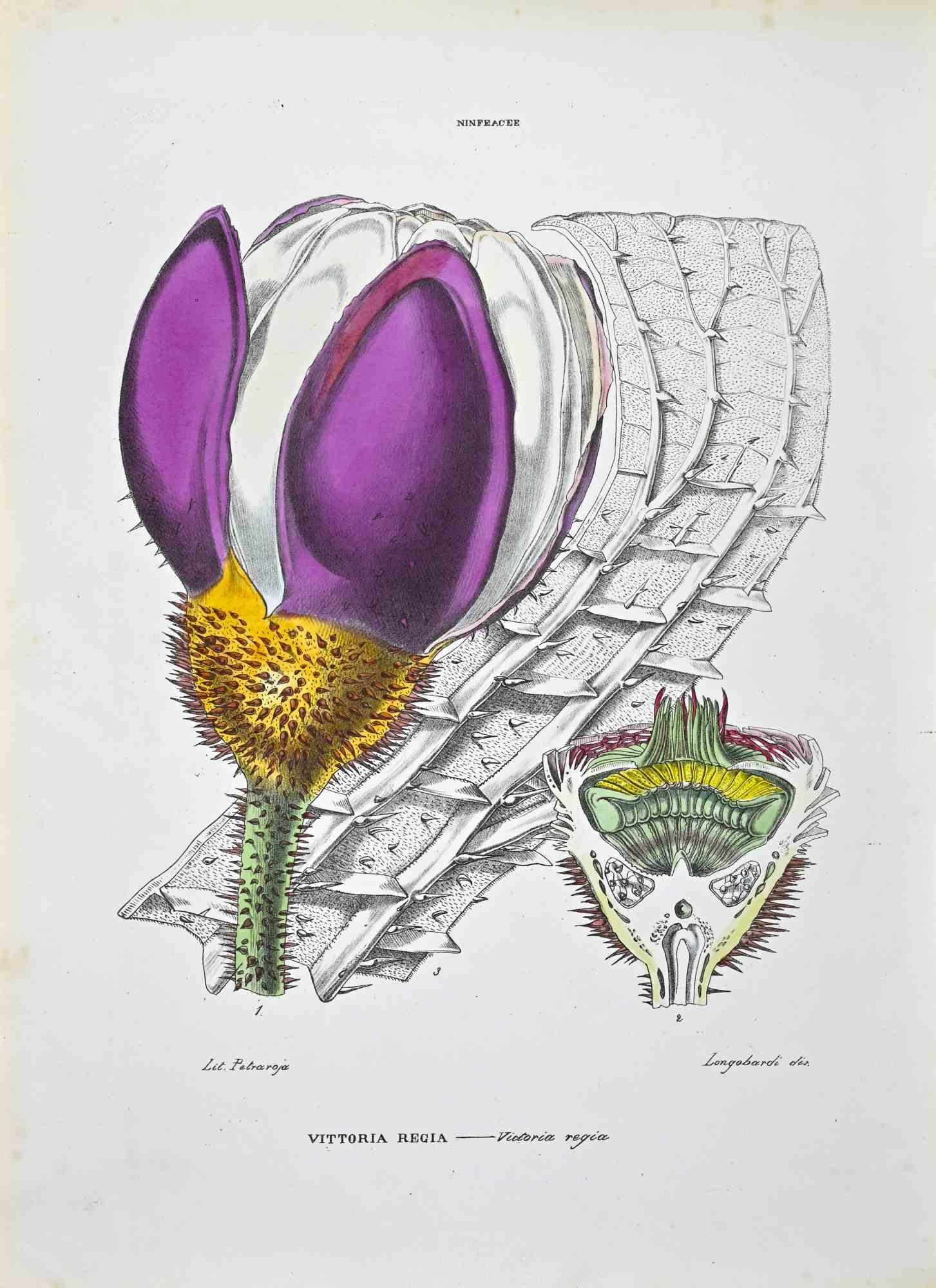 Lithographie von Hand aquarelliert.

Tafel aus dem "Atlante di Botanica popolare ossia Illustrazione di Piante Notevoli di ogni famiglia" (Atlas der volkstümlichen Botanik oder Illustration bemerkenswerter Pflanzen jeder Familie), veröffentlicht in