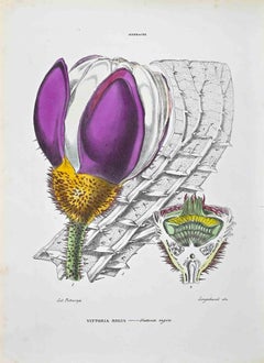The Nymphaeae - Lithograph by Vincenzo Tenore - 1870s
