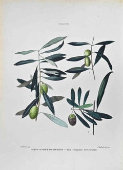 The Olaceae - Lithographie de Vincenzo Tenore - années 1870
