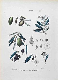 The Olaceae - Lithographie von Vincenzo Tenore - 1870er Jahre