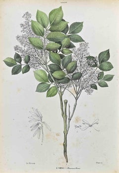 The Oleaceae – Lithographie von Vincenzo Tenore – Oleaceae – 1870er Jahre