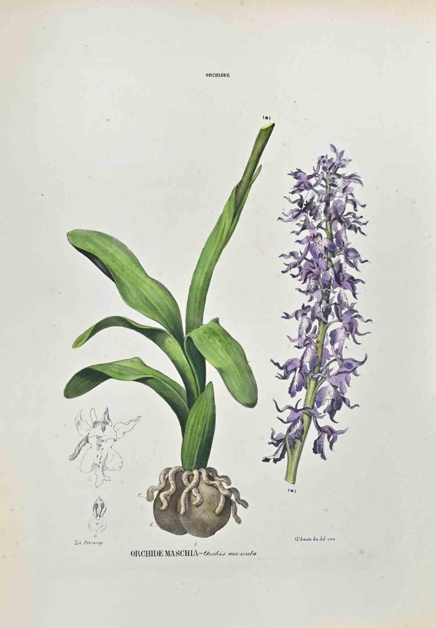 Lithograph hand watercolored.

Plate from "Atlante di Botanica popolare ossia Illustrazione di Piante Notevoli di ogni famiglia" (Atlas of popular botany or illustration of notable plants of each family), published in Napoli, by Raimondo Petrajola,