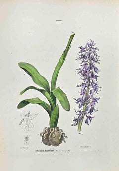 Antique The Orchids - Lithograph by Vincenzo Tenore - 1870s