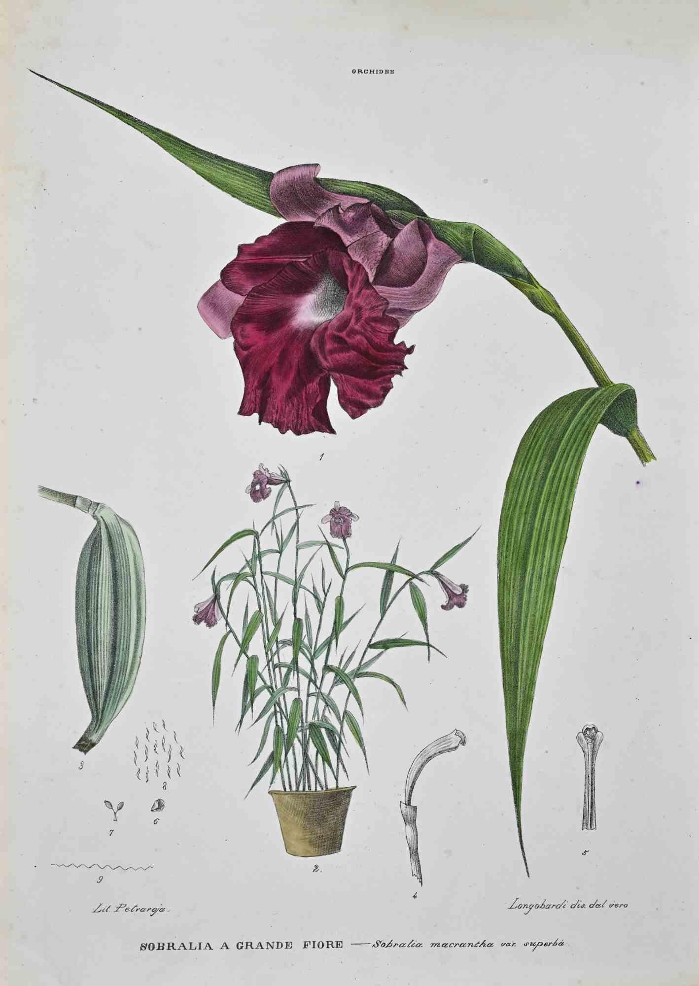 Lithographie von Hand aquarelliert.

Tafel aus dem "Atlante di Botanica popolare ossia Illustrazione di Piante Notevoli di ogni famiglia" (Atlas der volkstümlichen Botanik oder Illustration bemerkenswerter Pflanzen jeder Familie), veröffentlicht in
