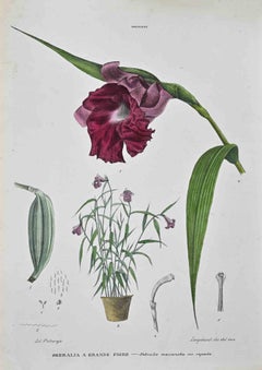 Antique The Orchids - Lithograph by Vincenzo Tenore - 1870s