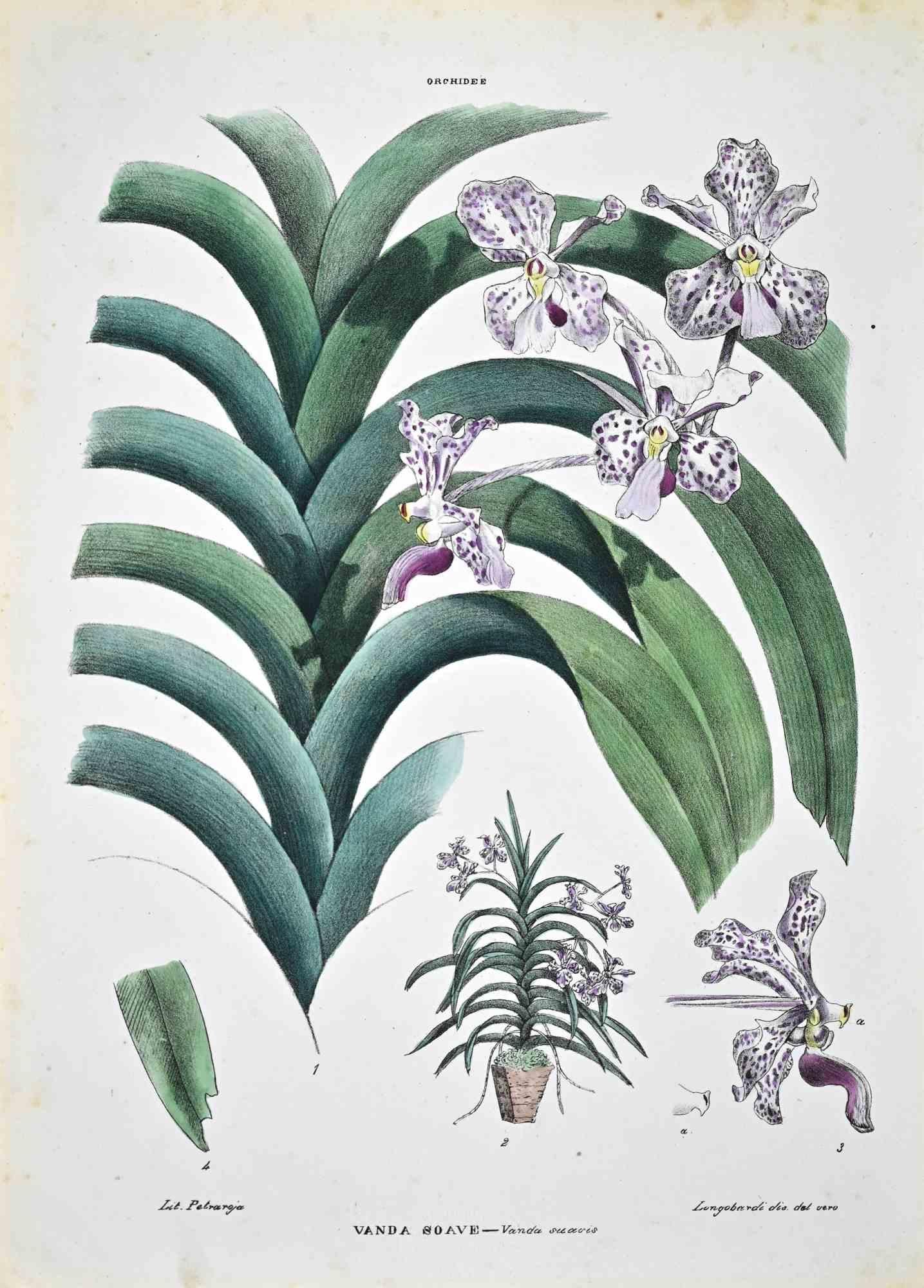 Lithograph hand watercolored.

Plate from "Atlante di Botanica popolare ossia Illustrazione di Piante Notevoli di ogni famiglia" (Atlas of popular botany or illustration of notable plants of each family), published in Napoli, by Raimondo Petrajola,