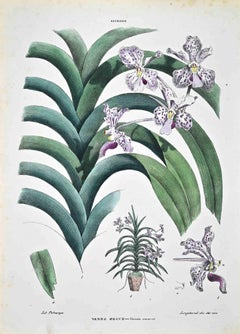 Antique The Orchids - Lithograph by Vincenzo Tenore - 1870s
