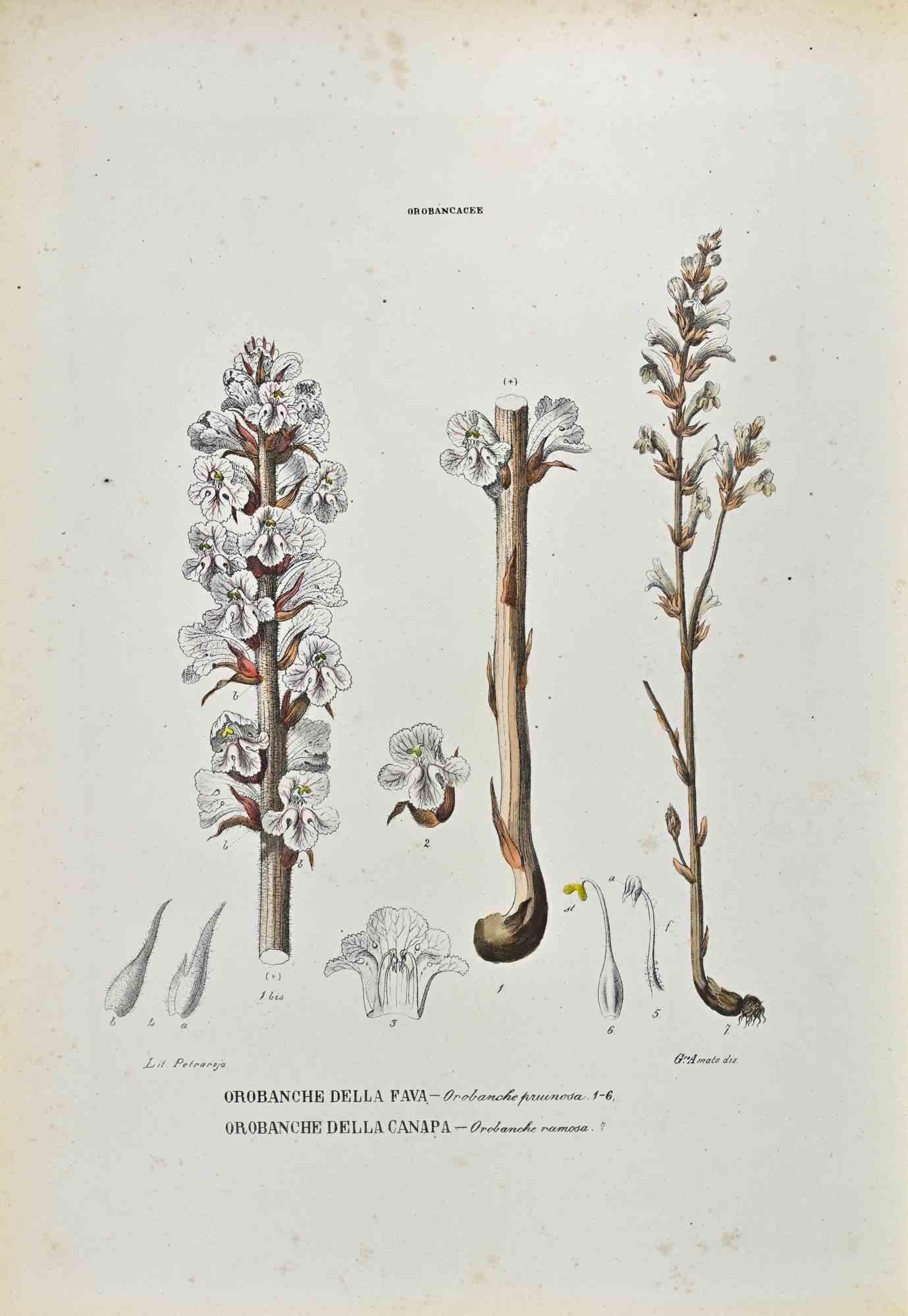 Lithograph hand watercolored.

Plate from "Atlante di Botanica popolare ossia Illustrazione di Piante Notevoli di ogni famiglia" (Atlas of popular botany or illustration of notable plants of each family), published in Napoli, by Raimondo Petrajola,