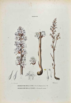 The Orobancacee – Lithographie von Vincenzo Tenore – 1870er Jahre