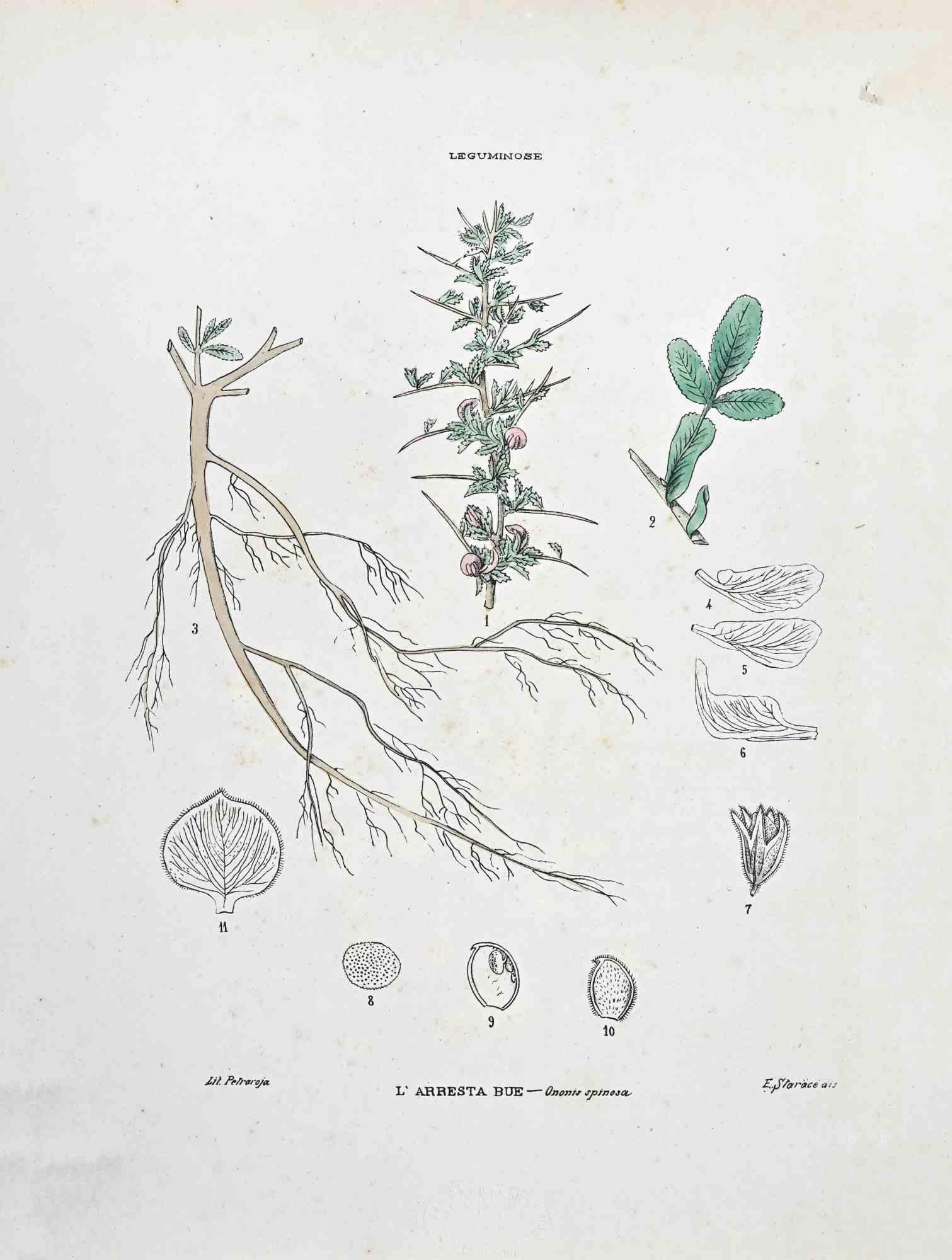 Lithograph hand watercolored.

Plate from "Atlante di Botanica popolare ossia Illustrazione di Piante Notevoli di ogni famiglia" (Atlas of popular botany or illustration of notable plants of each family), published in Napoli, by Raimondo Petrajola,
