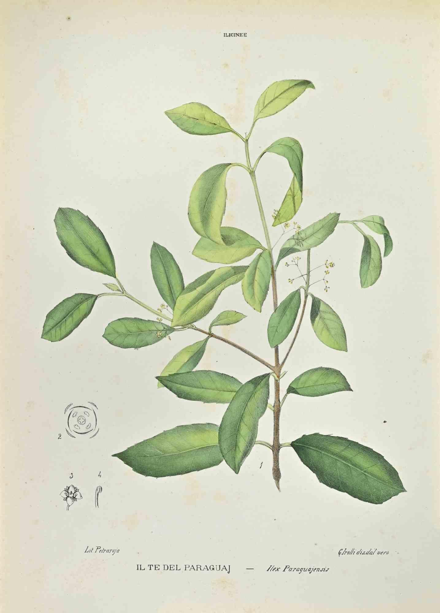 Lithograph hand watercolored.

Belongs to the Series "Atlante di Botanica popolare ossia Illustrazione di Piante Notevoli di ogni famiglia" (Atlas of popular botany or illustration of notable plants of each family), published in Napoli, by Raimondo