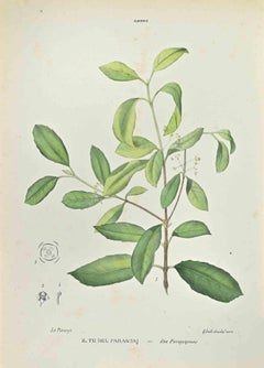 The Paraguayan Tea – Lithographie von Vincenzo Tenore, Paraguay – 1870er Jahre
