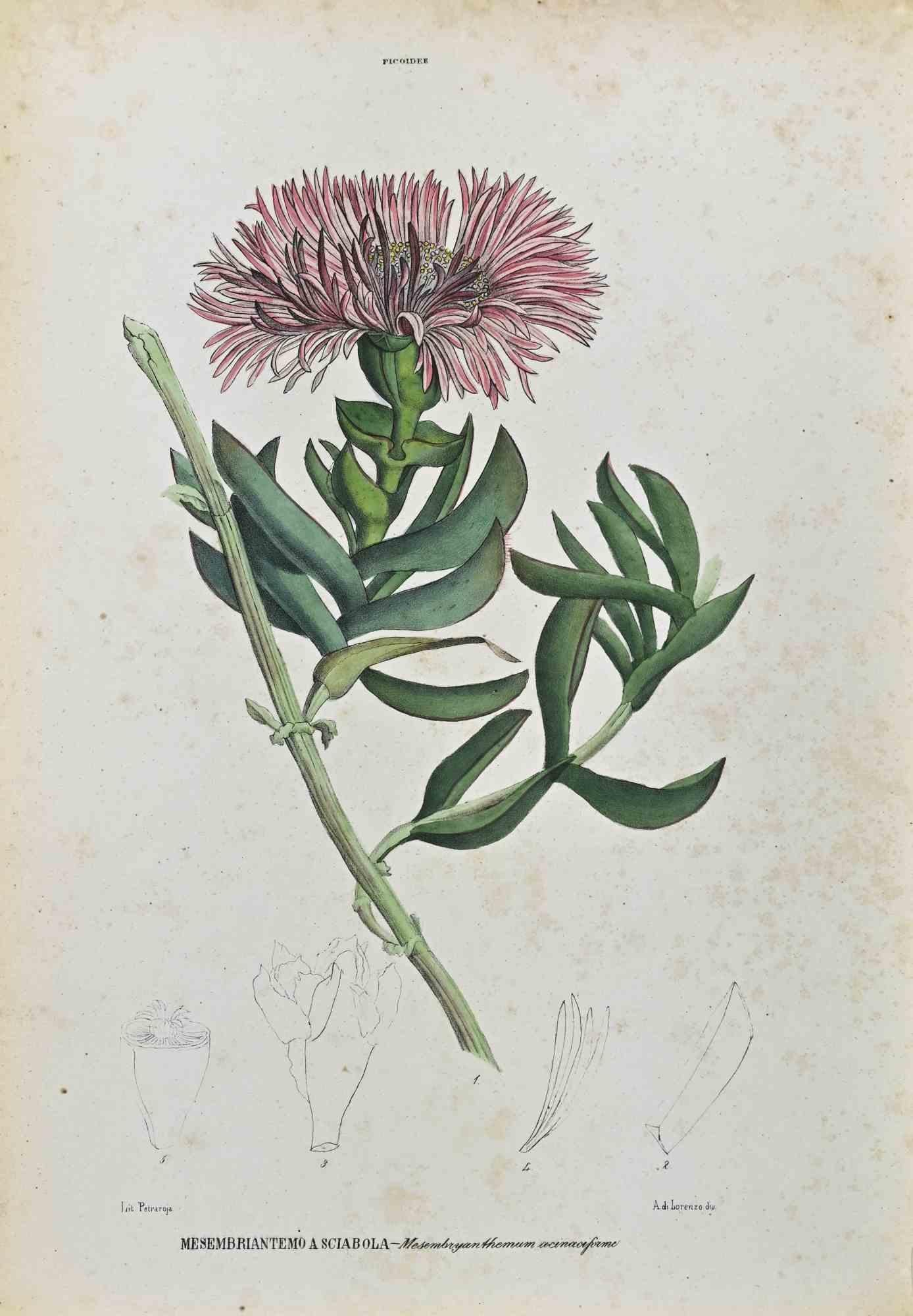 Lithograph hand watercolored.

Plate from  "Atlante di Botanica popolare ossia Illustrazione di Piante Notevoli di ogni famiglia" (Atlas of popular botany or illustration of notable plants of each family), published in Napoli, by Raimondo Petrajola,