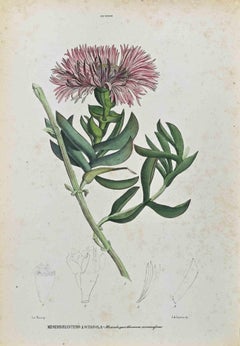Los Ficoides - Litografía de Vincenzo Tenore - Década de 1870