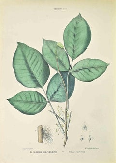 The Poison Tree - Lithograph by Vincenzo Tenore - 1870s