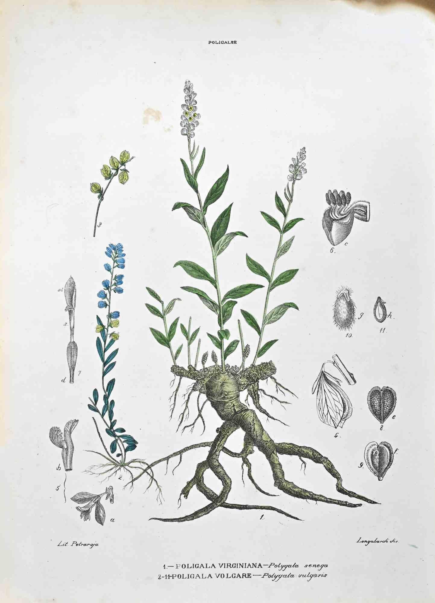 Lithograph hand watercolored.

Belongs to the Series "Atlante di Botanica popolare ossia Illustrazione di Piante Notevoli di ogni famiglia" (Atlas of popular botany or illustration of notable plants of each family), published in Napoli, by Raimondo