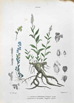 The Polygales - Lithographie von Vincenzo Tenore - 1870er Jahre