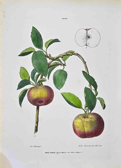 The Pomacae – Lithographie von Vincenzo Tenore – Pomacae – 1870er Jahre