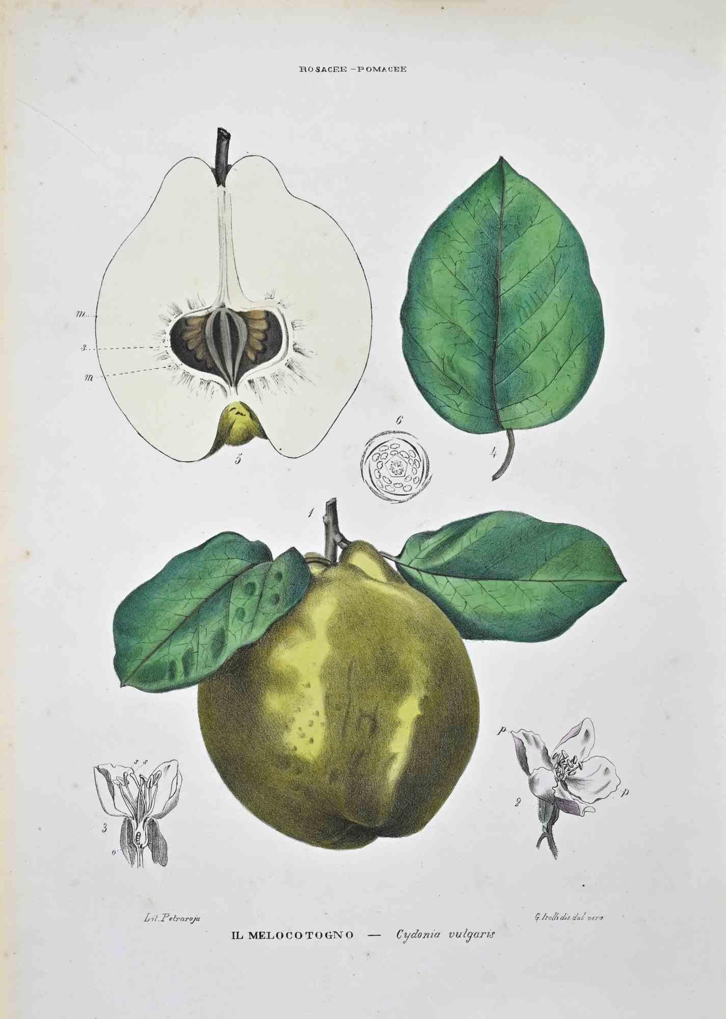Lithograph hand watercolored.

Plate from "Atlante di Botanica popolare ossia Illustrazione di Piante Notevoli di ogni famiglia" (Atlas of popular botany or illustration of notable plants of each family), published in Napoli, by Raimondo Petrajola,