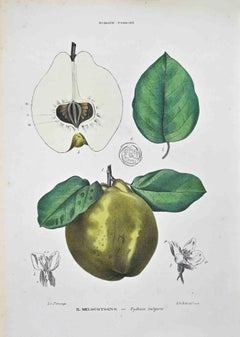 The Pomaceous Rosaceae - Lithographie von Vincenzo Tenore - 1870er Jahre