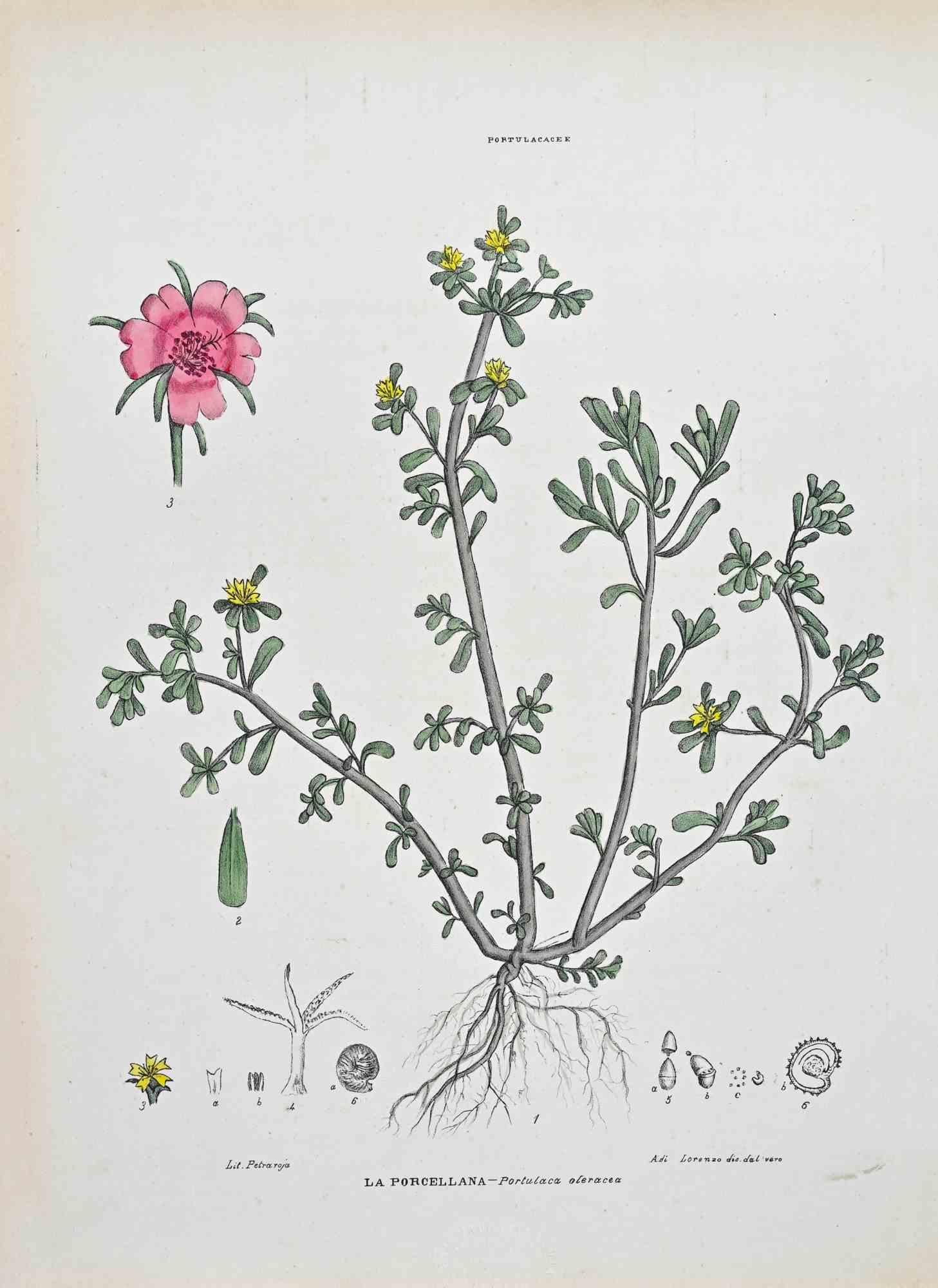 Lithographie von Hand aquarelliert.

Tafel aus dem "Atlante di Botanica popolare ossia Illustrazione di Piante Notevoli di ogni famiglia" (Atlas der volkstümlichen Botanik oder Illustration bemerkenswerter Pflanzen jeder Familie), veröffentlicht in