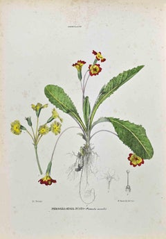 The Primroses – Lithographie von Vincenzo Tenore – 1870er Jahre