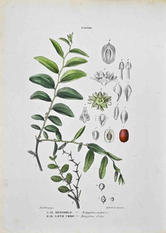 The Rannee – Lithographie von Vincenzo Tenore – Rannee – 1870er Jahre