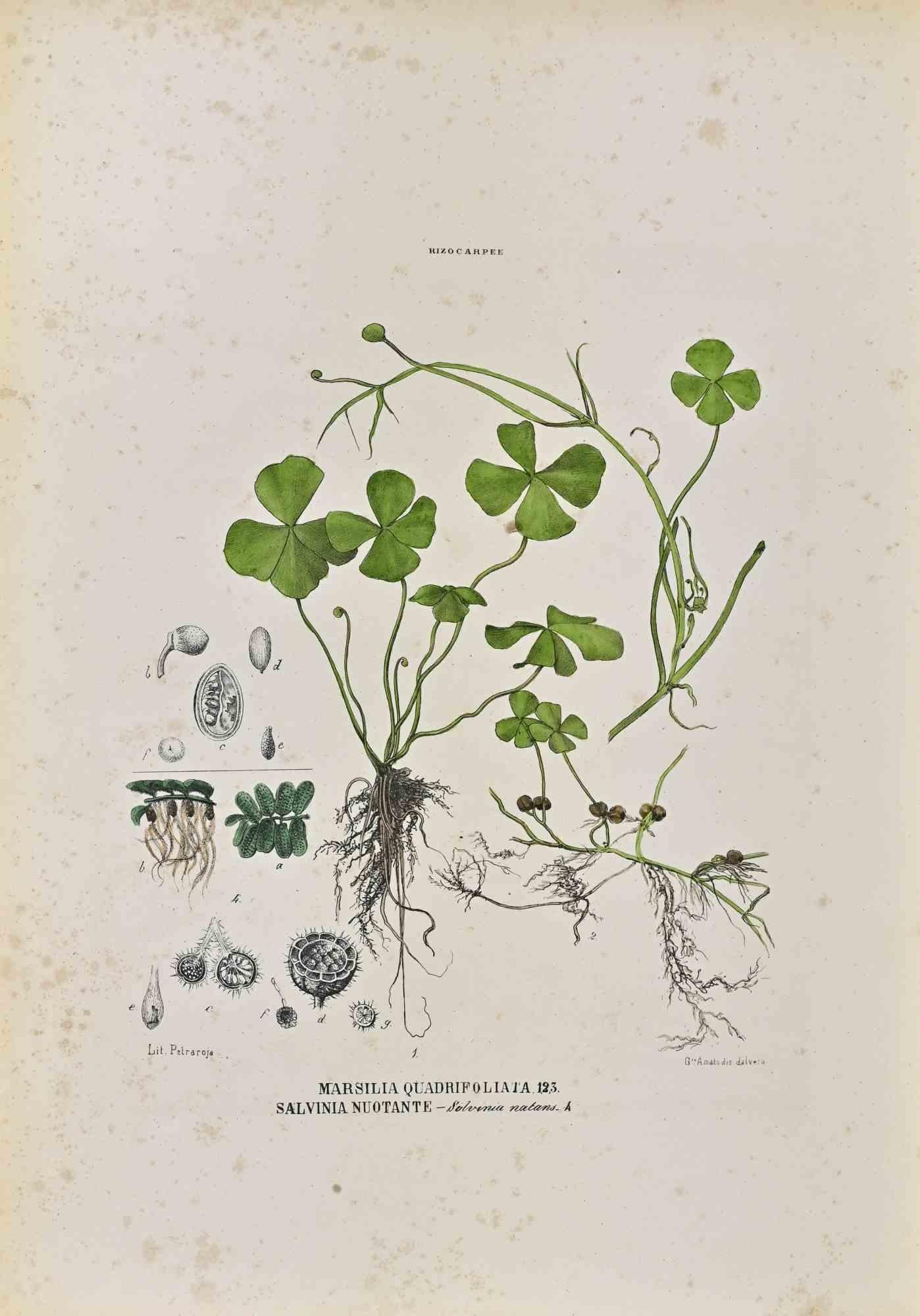 Lithograph hand watercolored.

Plate from "Atlante di Botanica popolare ossia Illustrazione di Piante Notevoli di ogni famiglia" (Atlas of popular botany or illustration of notable plants of each family), published in Napoli, by Raimondo Petrajola,