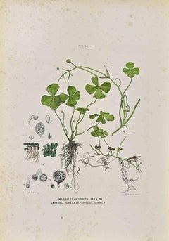 The Rhizocarpeae – Lithographie von Vincenzo Tenore – Rhizocarpeae – 1870er Jahre