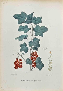 The Ribesiaceae - Lithograph by Vincenzo Tenore - 1870s