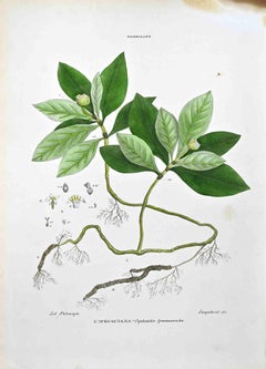 The Robbiacee – Lithographie von Vincenzo Tenore – Robbiacee – 1870er Jahre
