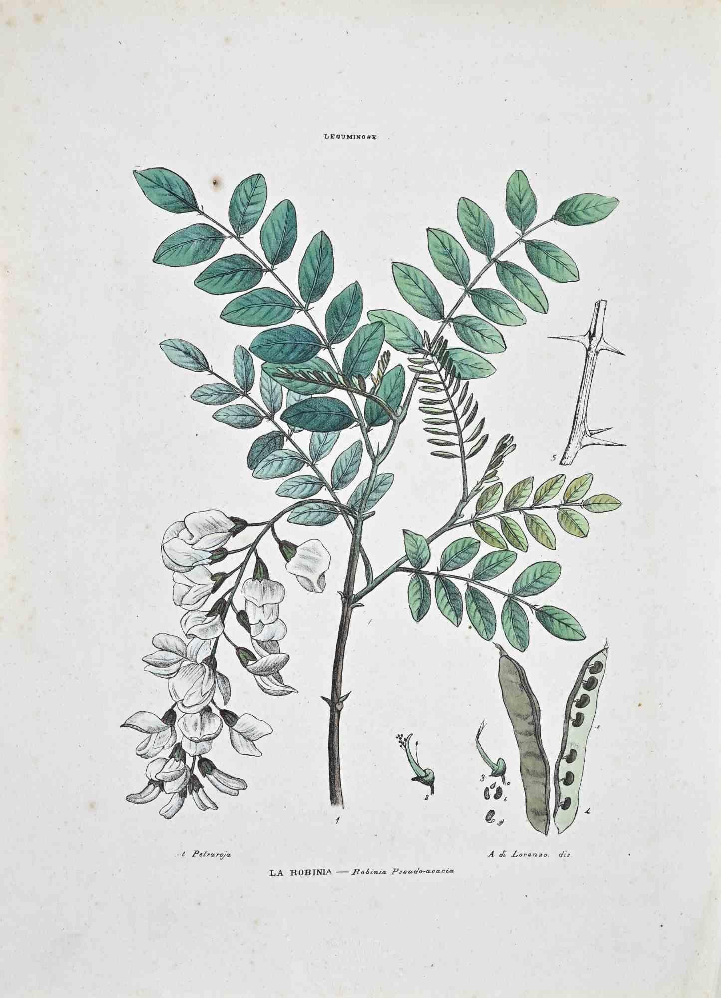 Lithographie von Hand aquarelliert.

Tafel aus dem "Atlante di Botanica popolare ossia Illustrazione di Piante Notevoli di ogni famiglia" (Atlas der volkstümlichen Botanik oder Illustration bemerkenswerter Pflanzen jeder Familie), veröffentlicht in