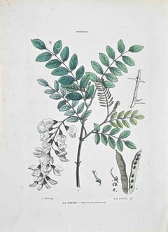 The Robinia – Lithographie von Vincenzo Tenore – Robinia – 1870er Jahre
