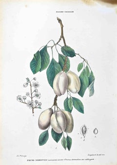The Rosaceae – Amiddalee – Lithographie von Vincenzo Tenore – 1870er Jahre
