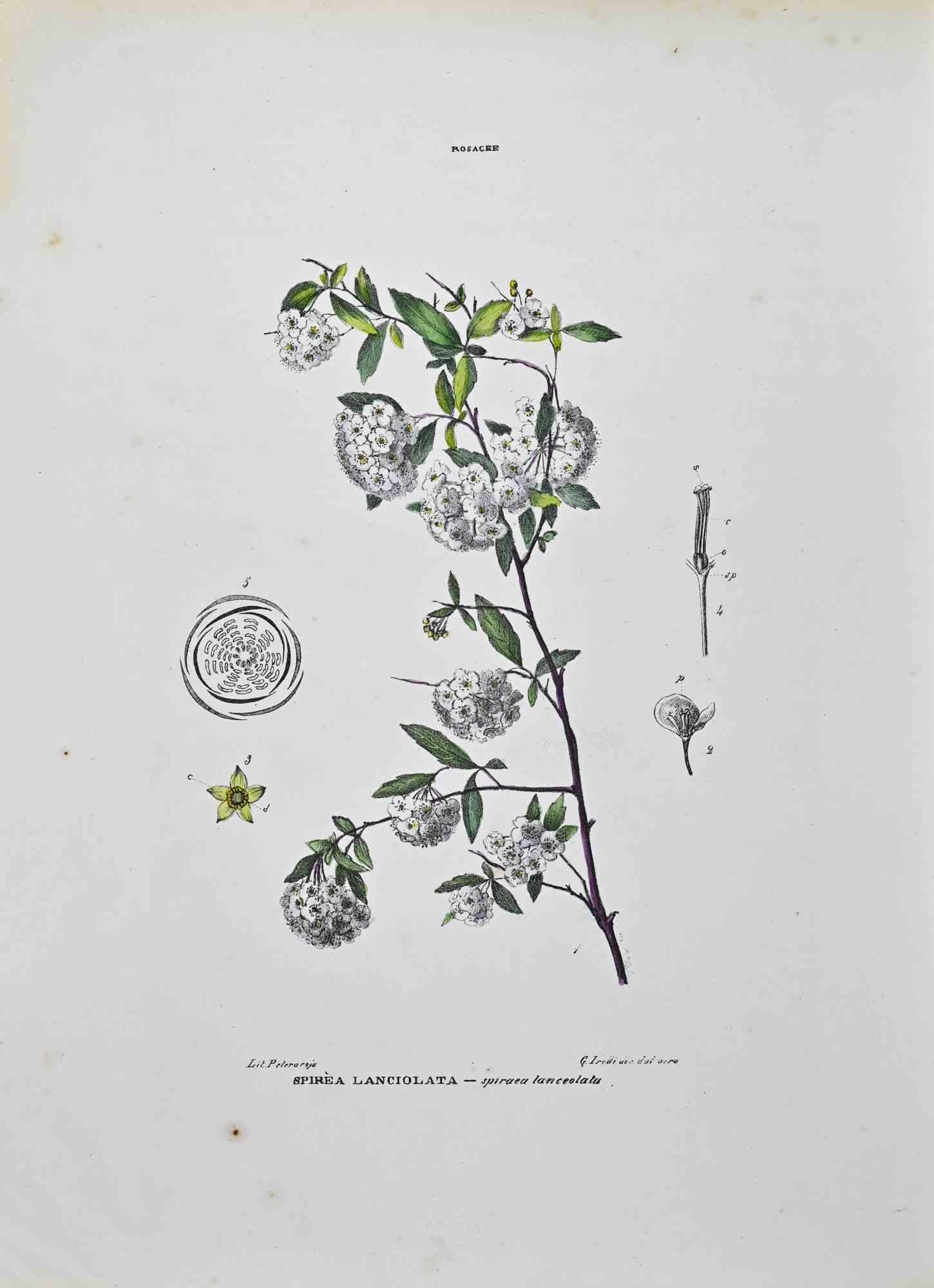 Lithograph hand watercolored.

Plate from "Atlante di Botanica popolare ossia Illustrazione di Piante Notevoli di ogni famiglia" (Atlas of popular botany or illustration of notable plants of each family), published in Napoli, by Raimondo Petrajola,