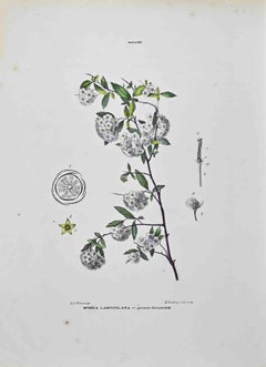 Die Rosaceae – Lithographie von Vincenzo Tenore – 1870er Jahre