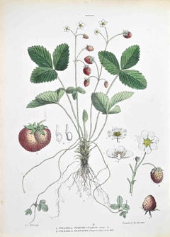 Die Rosaceae – Lithographie von Vincenzo Tenore – 1870er Jahre