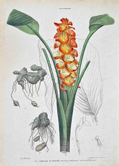 The Roscoe's Turmeric – Lithographie von Vincenzo Tenore – 1870er Jahre