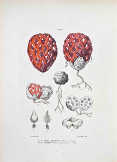 The Salvatic Fire and the Geastro - Lithographie von Vincenzo Tenore - 1870er Jahre